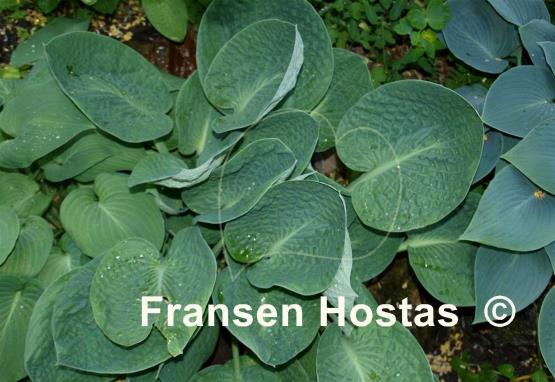 Hosta Black Hills - Fransen Hostas